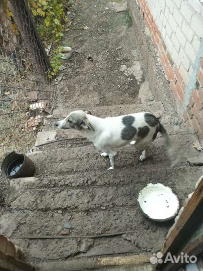 Отдам в добрые руки, домашнюю, верную и собачку