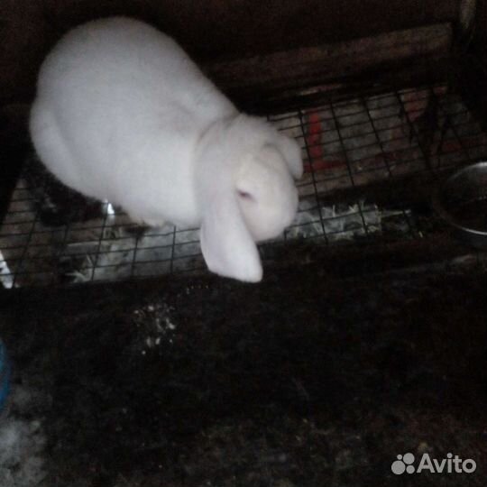 Французский баран