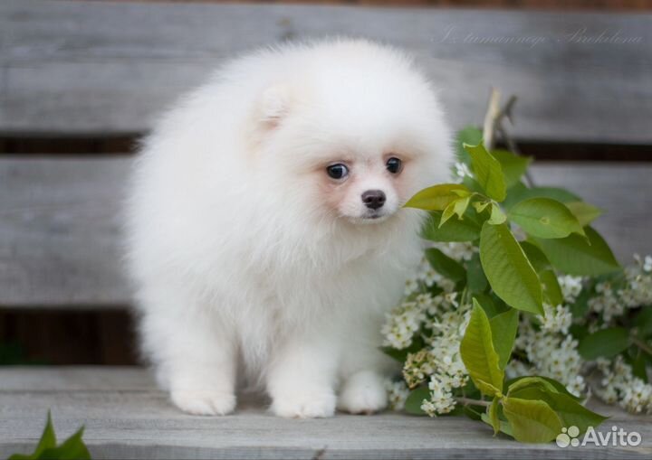 Мальчик померанец айскрем