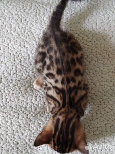 Бенгальские малыши