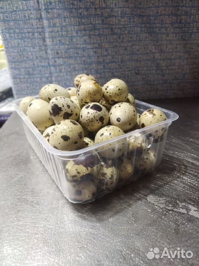 Яйца перепелиные и перепелята