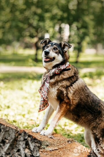 Собака ищет семью