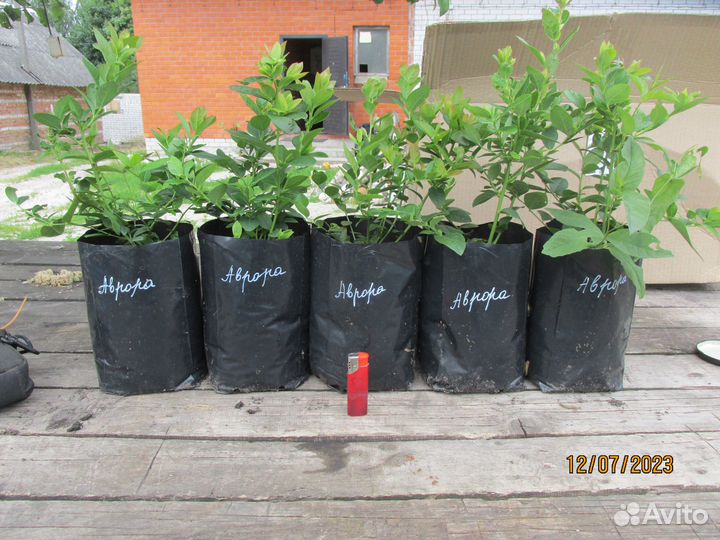 Голубика. Саженцы с зкс