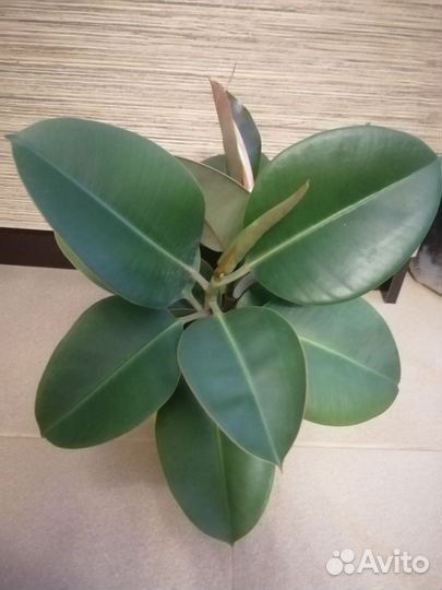 Фикус каучуконосный эластика