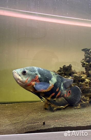 Астронотус и сомы клариус 25-30 см