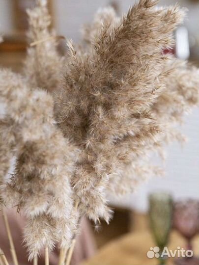 Сухоцветы/камыш/пампасная трава/трастник