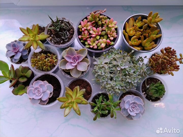 Суккуленты