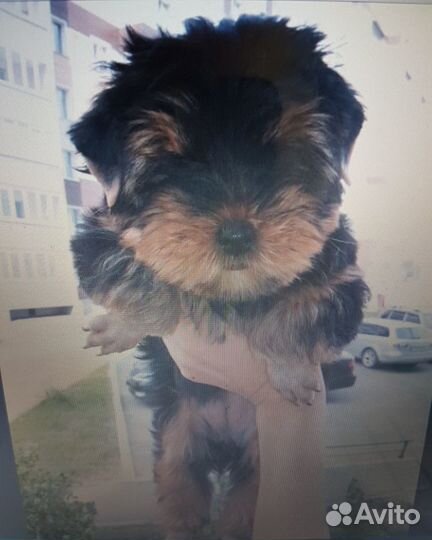 Щенок йорк девочка мини
