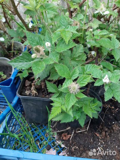 Рассада клубники и ежевики с открытой корневой