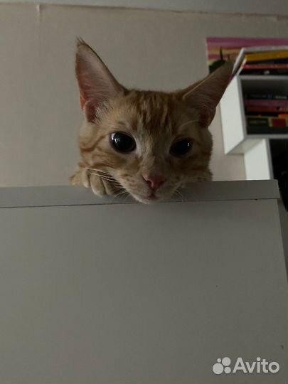 Кот в добрые руки