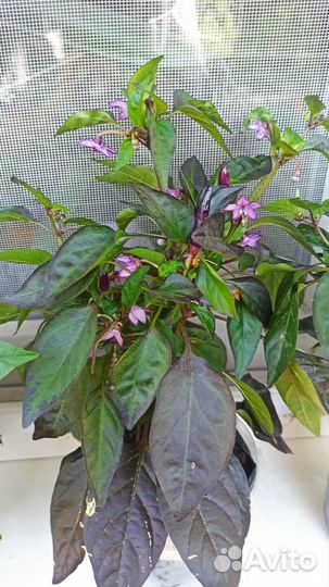 Герань и Перец горький комнатный