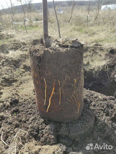 Саженцы с закрытой корневой системой