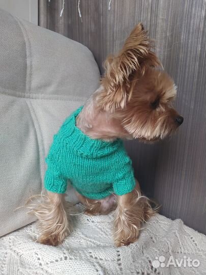 Новый вязаный свитер для собаки. Ручная работа