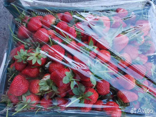 Клубника ягоды ящик 5кг доставка бесплатно купить в Москве | Товары для ...