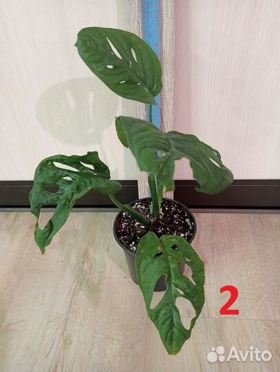 Комнатное растение. Монстера разная