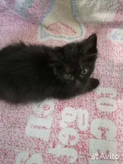 Котята турецкой ангоры
