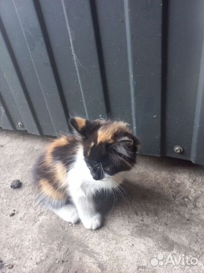 Котята