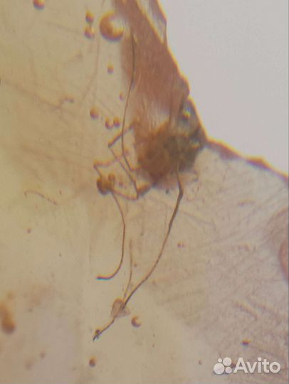 Муха и комар / Инклюз в янтаре