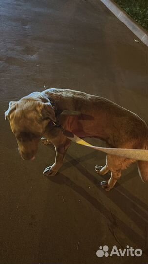 Собака лабрадор