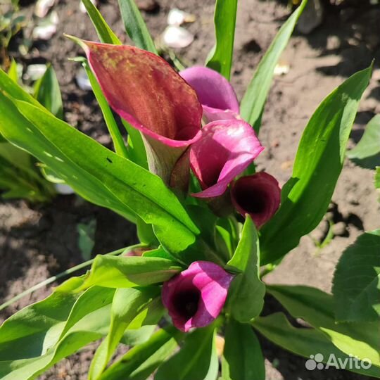 Каллы луковицы