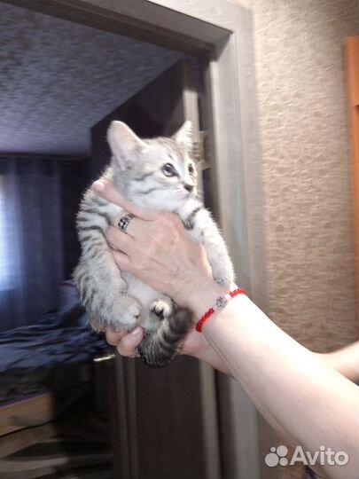 Отдам в дар чудо котодеток