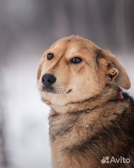 Щенок в семью