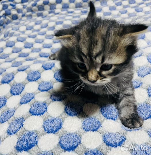 Котятки сибиской крупной