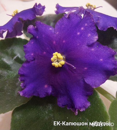 Фиалка набором