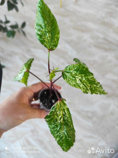 Гибискус Снежная Королева комнатные цветы