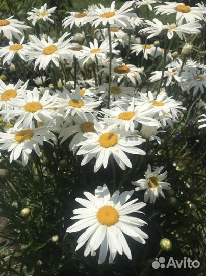 Ромашка садовая