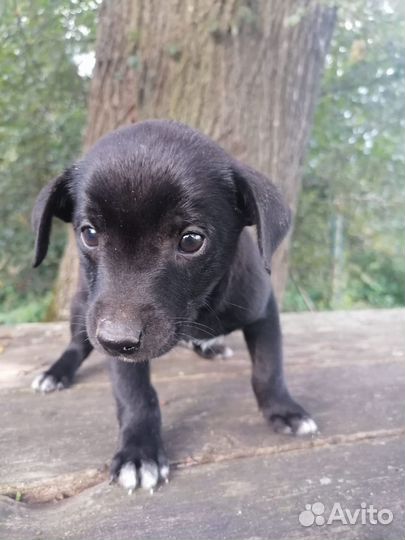 Собаки бесплатно в добрые руки щенки
