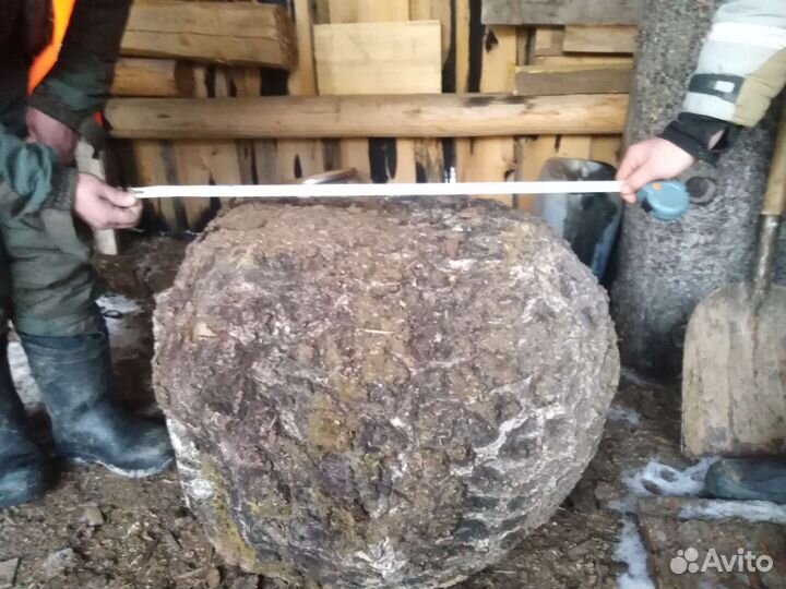 Кап берёзовый