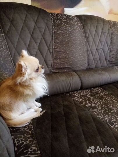 Вязка кобель чихуахуа