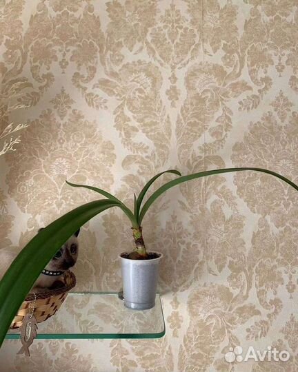 Гиппеаструм