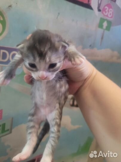 Кошки в добрые руки бесплатно