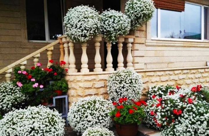 Алиссум Сноу Принцесс и другие Доставка