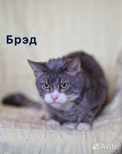 Заберите малыша Брэда из бабкиной квартиры