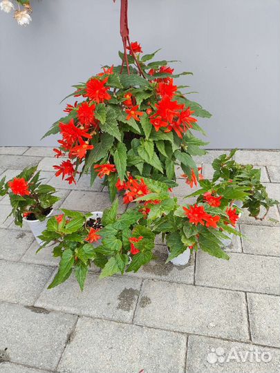 Бегония корневая ампельная Оранж беллекония