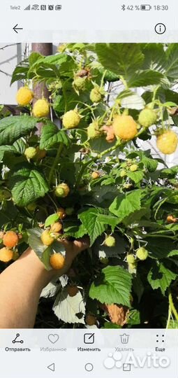 Саженцы желтой малины