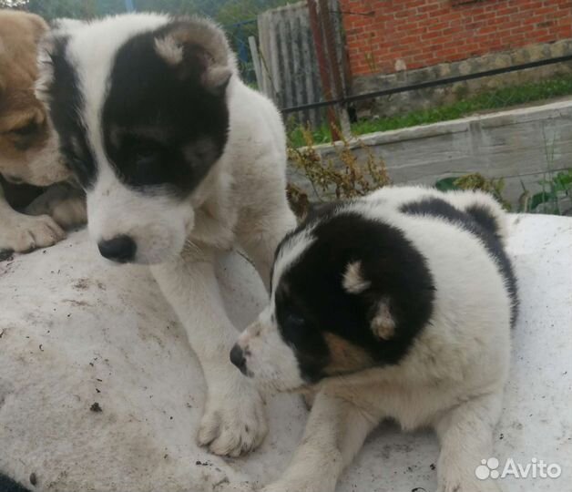 Среднеазиатская овчарка алабай щенки двухмесячные