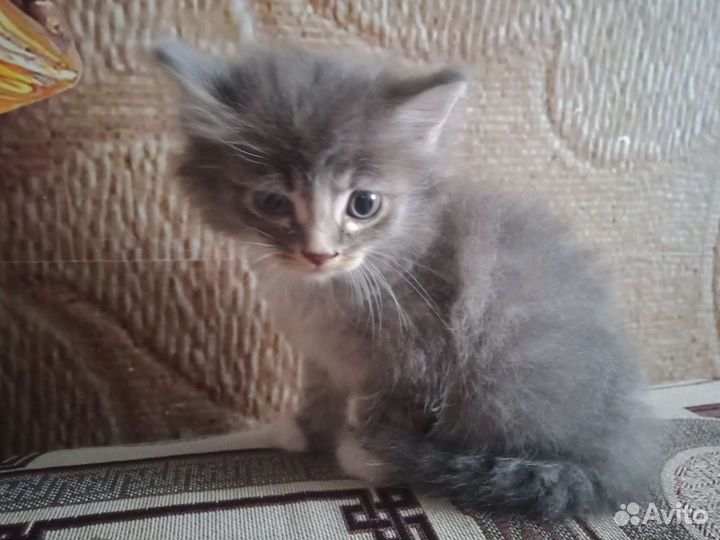 Котята мальчик и девочка в добрые руки бесплатно