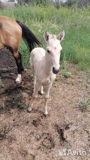 Кобыла с жеребенком