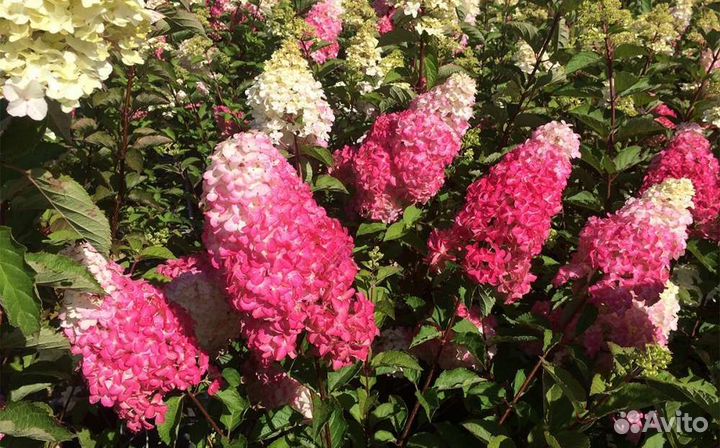 Гортензия Фрайз Мальба