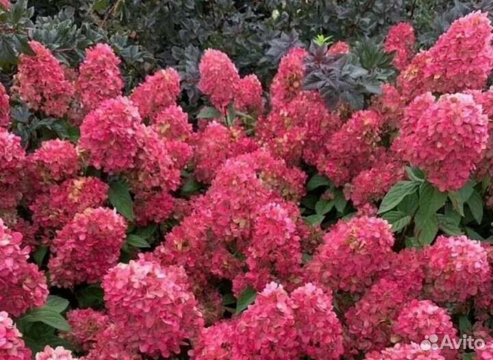 Гортензия метельчатая Бонфайер