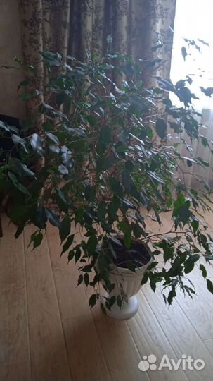 Фикус бенджамина