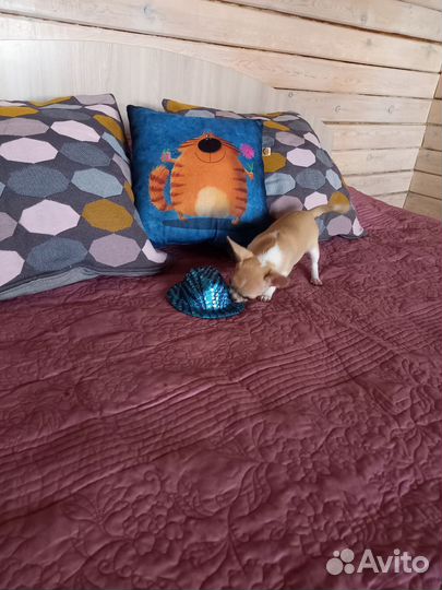 Чихуахуа девочка