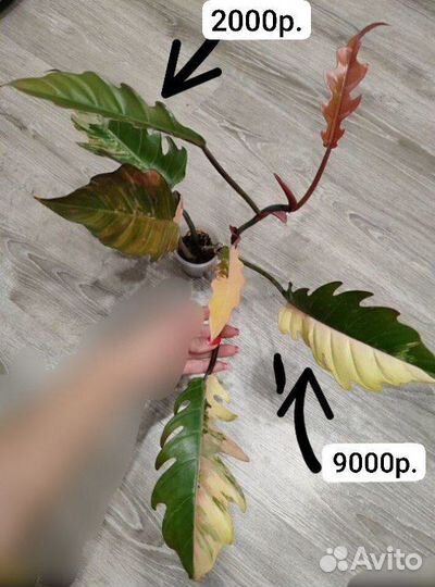 Филодендрон карамель марбл