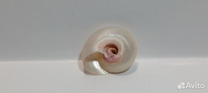 Улитка перламутровая 2,2 *1 морская ракушка