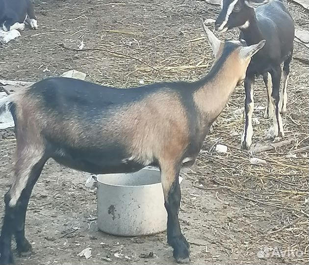 Коза дойная молочная
