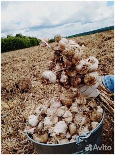 Чеснок с доставкой